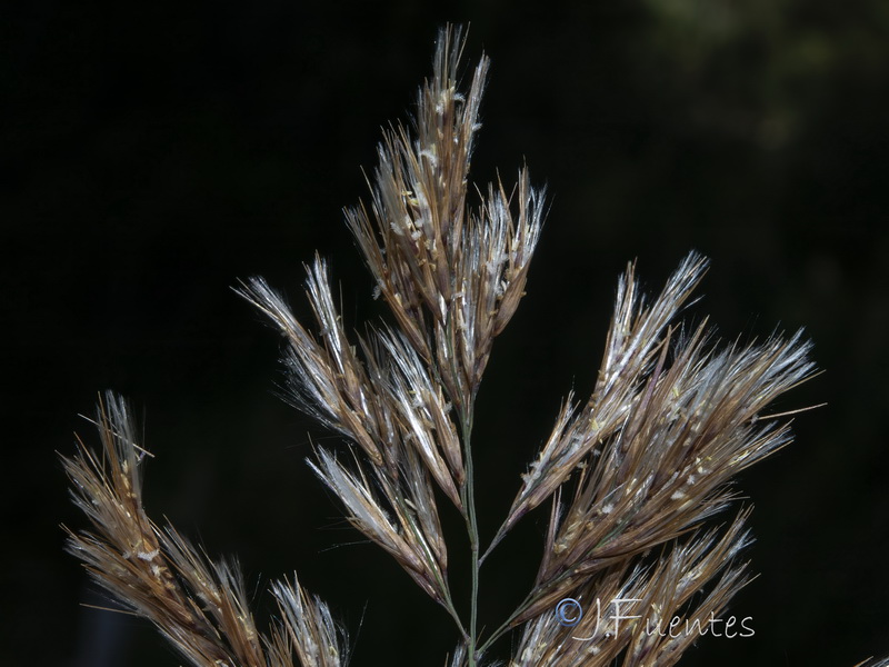 Phragmites australis australis.08