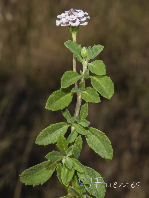 Phyla filiformis.03