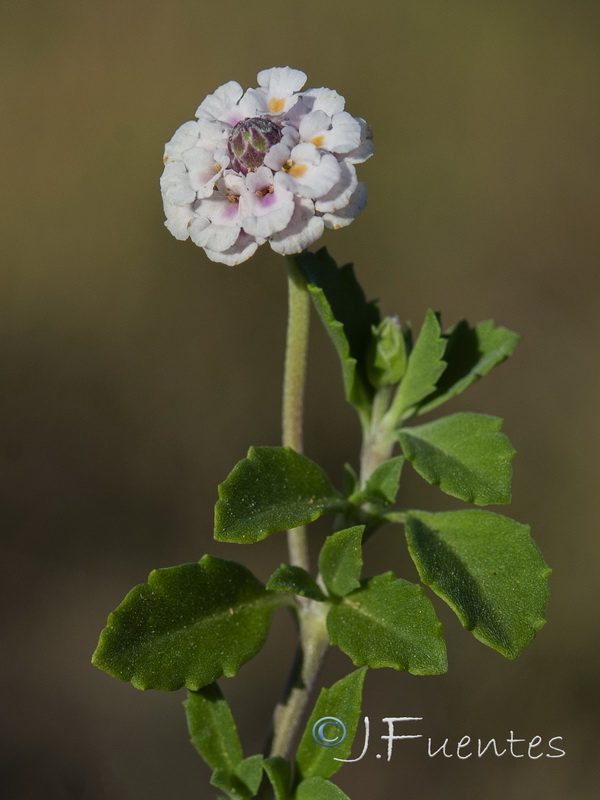 Phyla filiformis.04