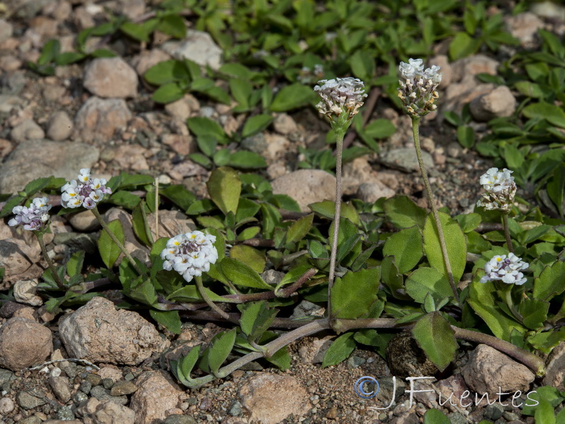 Phyla filiformis.05