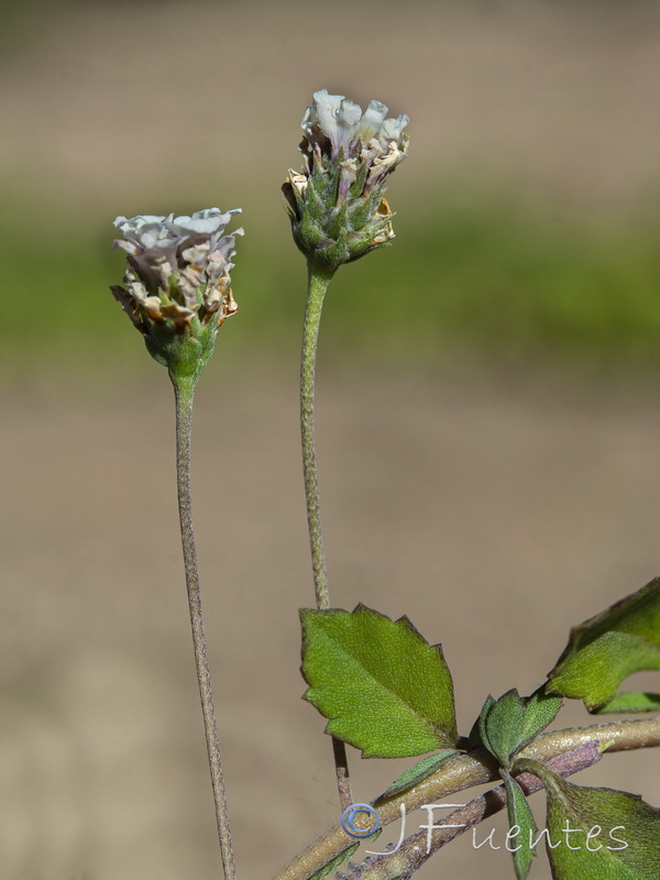 Phyla filiformis.07