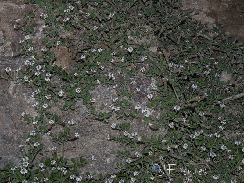 Phyla nodiflora.01