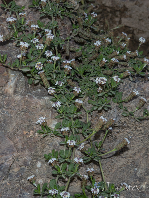 Phyla nodiflora.02