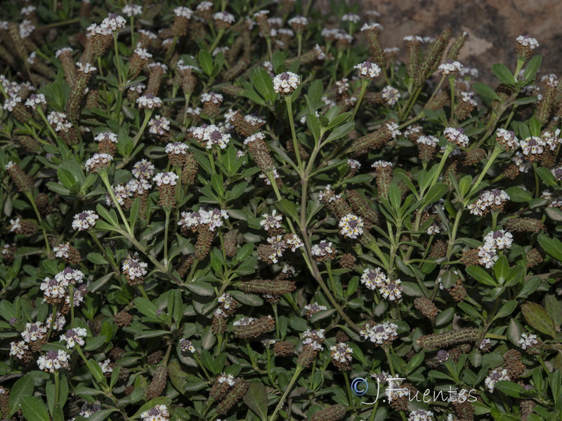 Phyla nodiflora.03