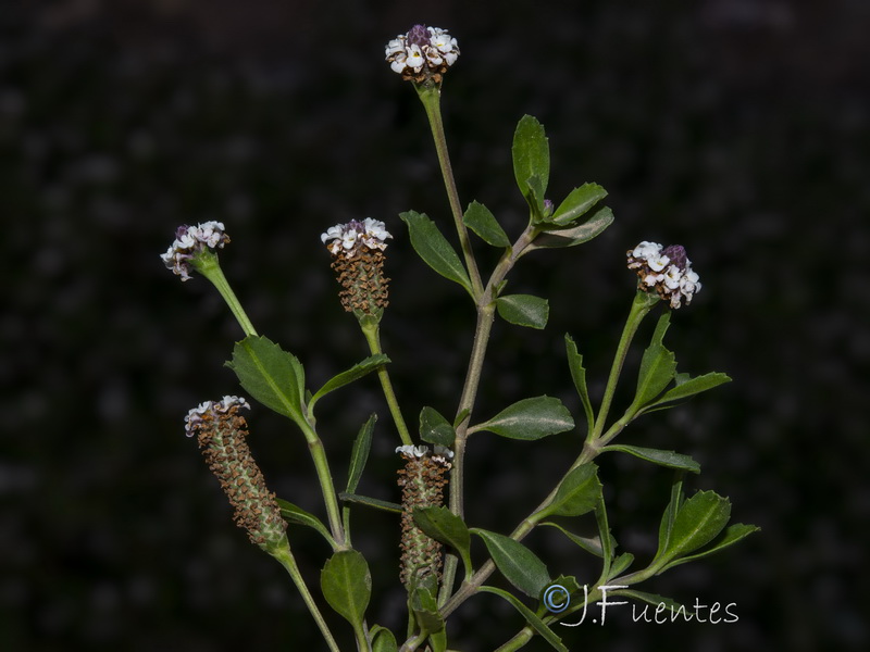 Phyla nodiflora.04