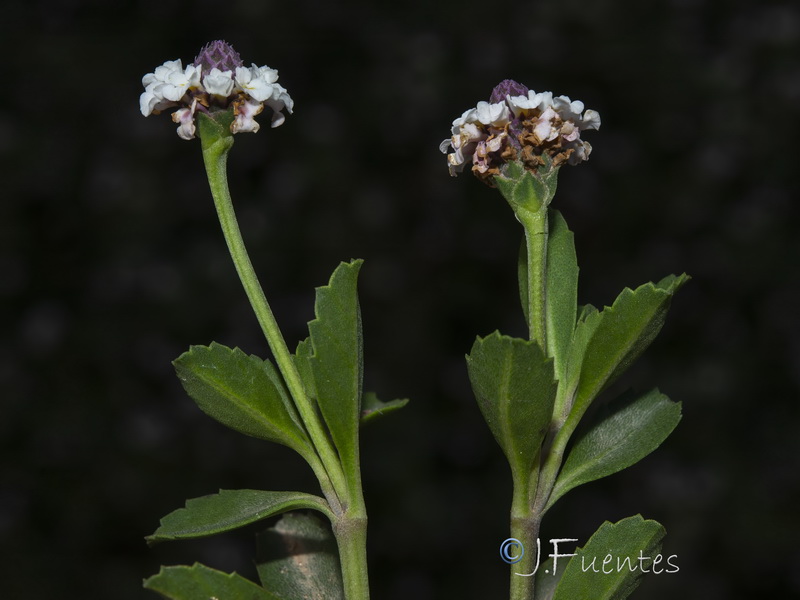 Phyla nodiflora.05