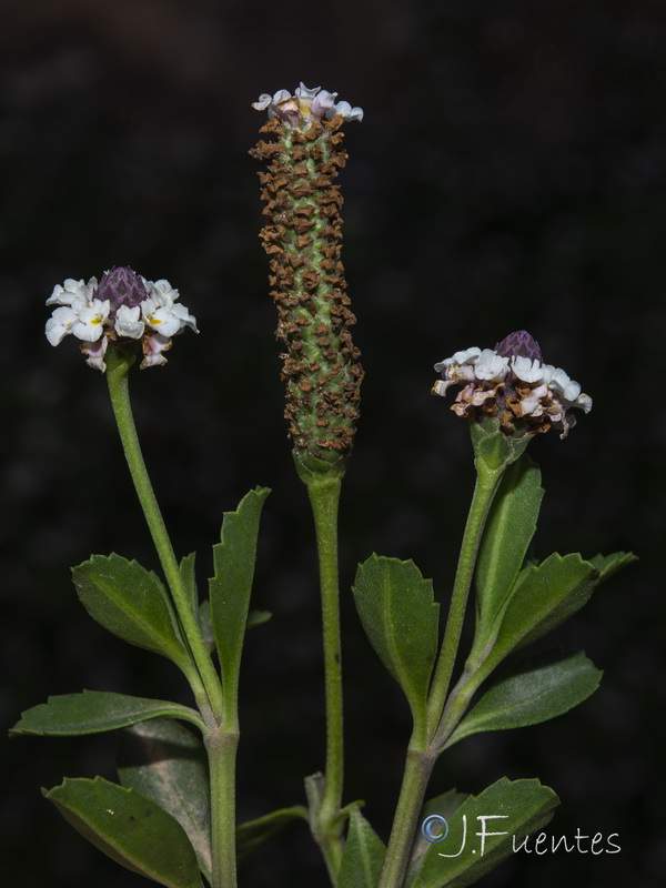 Phyla nodiflora.07