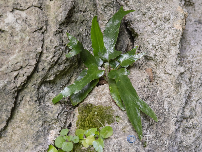 Phyllistis sagitata.05