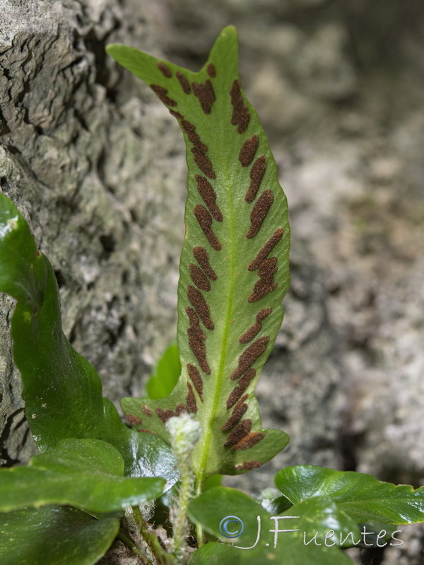 Asplenium sagitatum.02