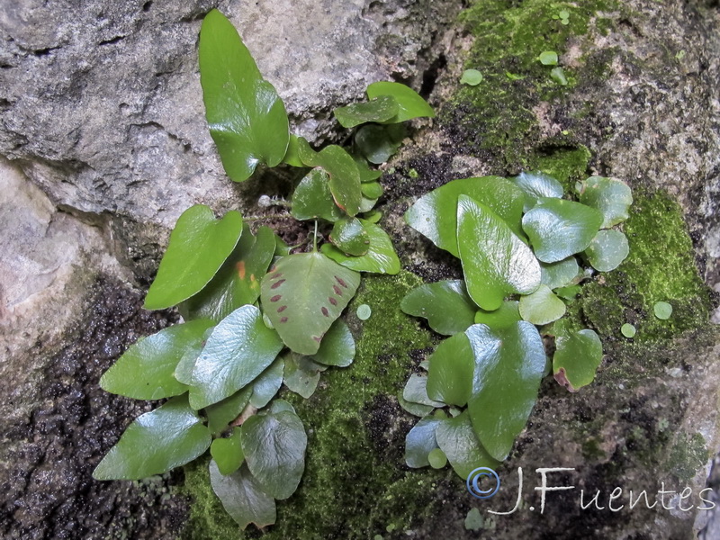 Phyllistis sagitata.03