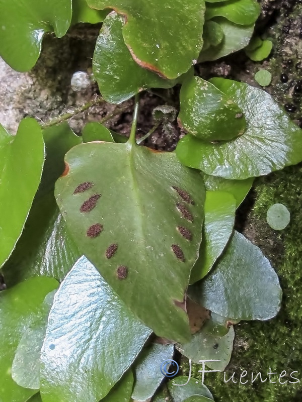Phyllistis sagitata.04