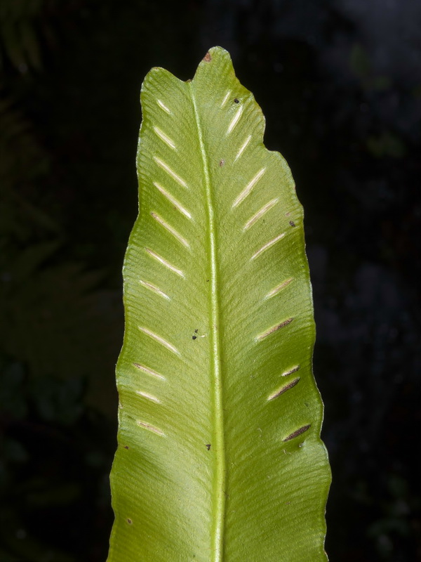 Phyllitis scolopendrium scolopendrium.10