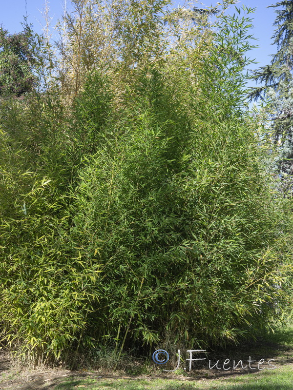 Phyllostachys aurea.01