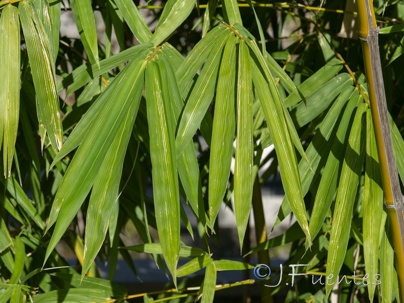 Phyllostachys aurea.06