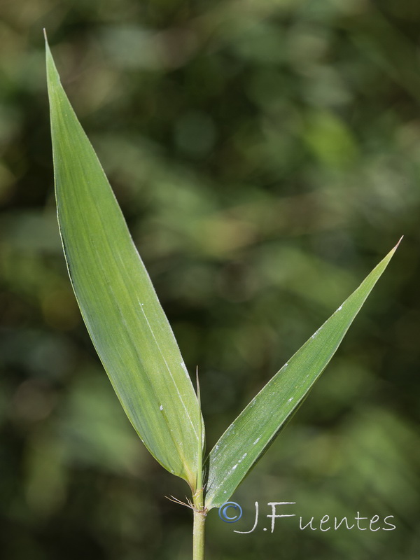 Phyllostachys aurea.07