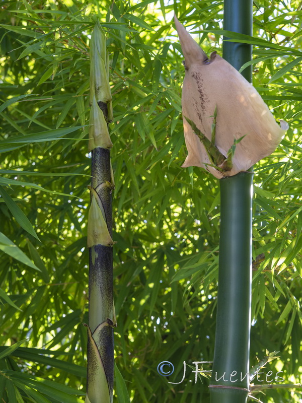 Phyllostachys aurea.09