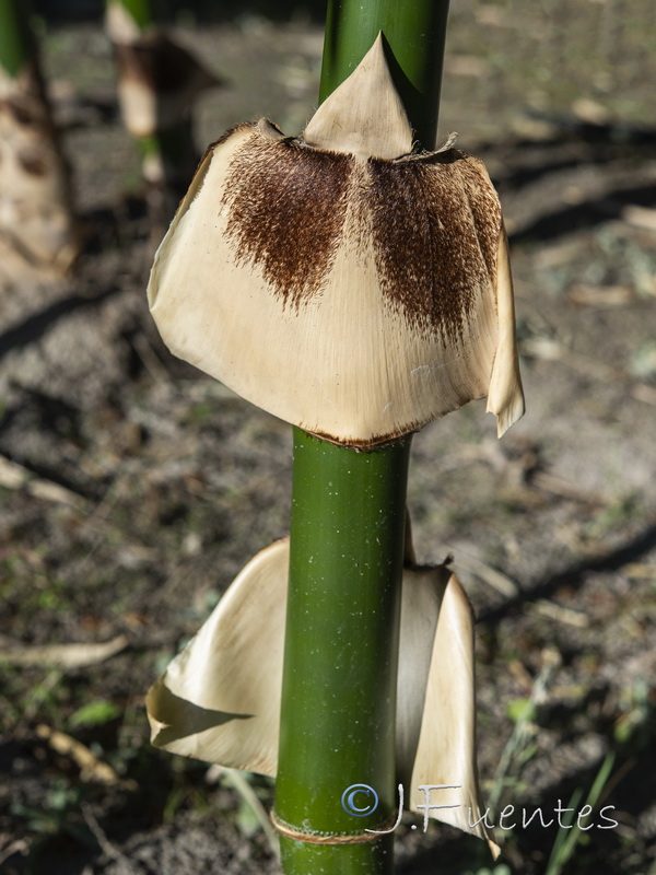 Phyllostachys aurea.11