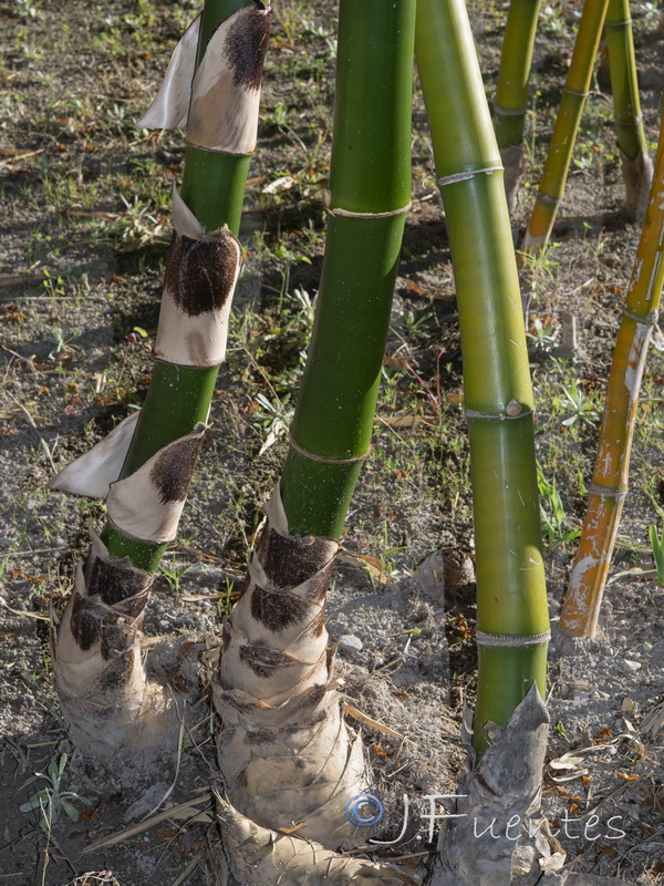 Phyllostachys aurea.13