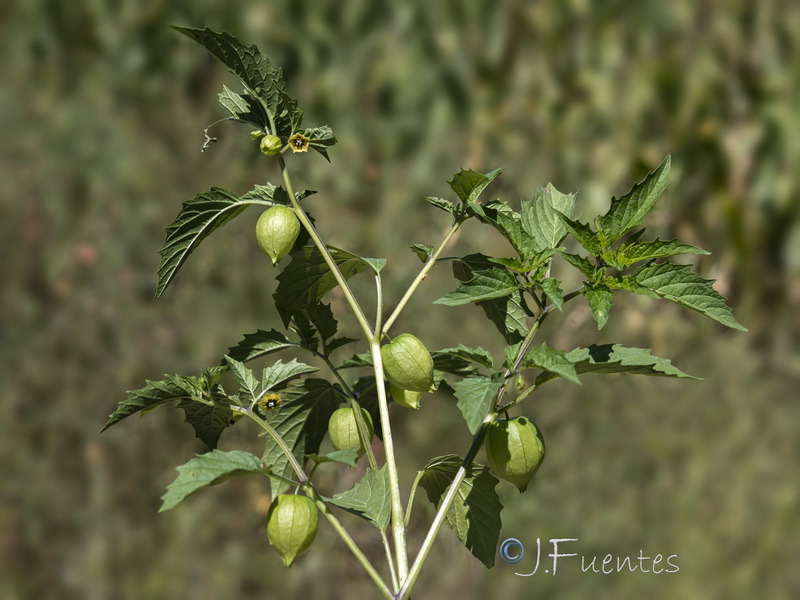 Physalis angulata.01