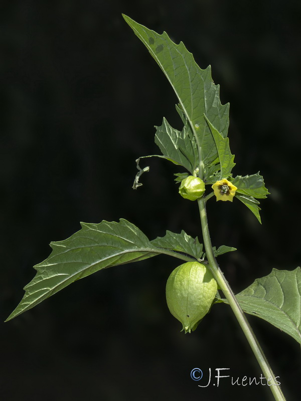 Physalis angulata.02