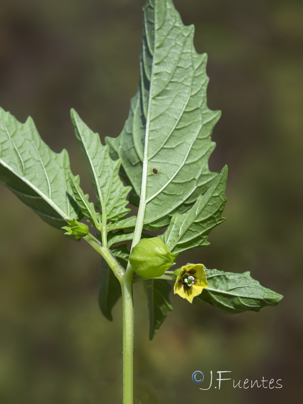 Physalis angulata.03