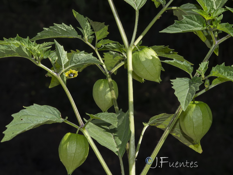 Physalis angulata.04