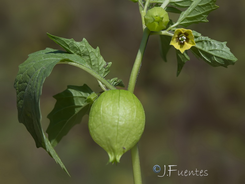 Physalis angulata.05
