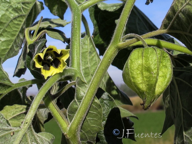 Physalis peruviana.04