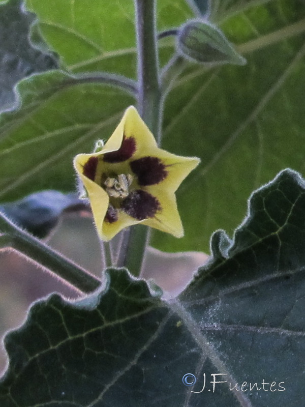 Physalis peruviana.06