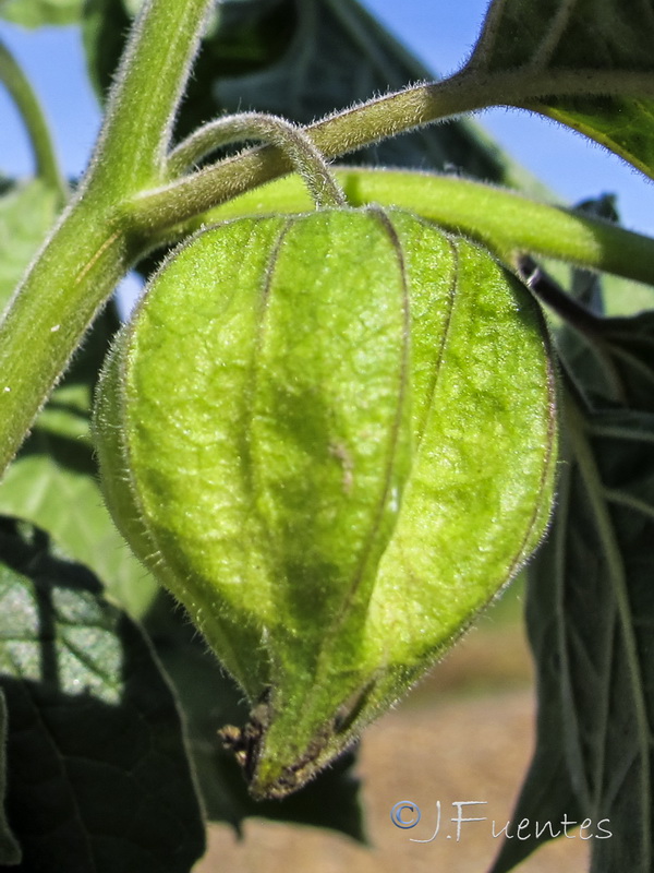 Physalis peruviana.07