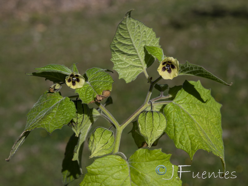 Physalis peruviana.08