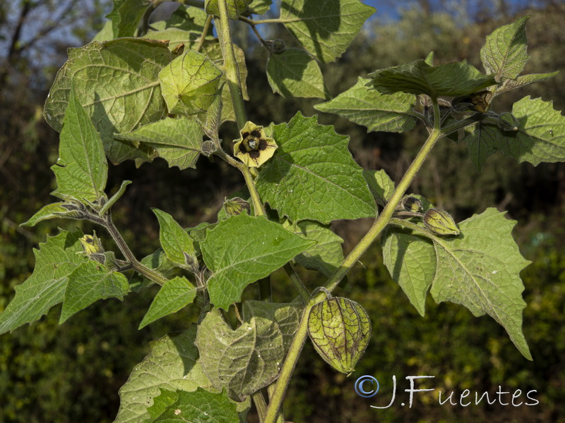 Physalis peruviana.02