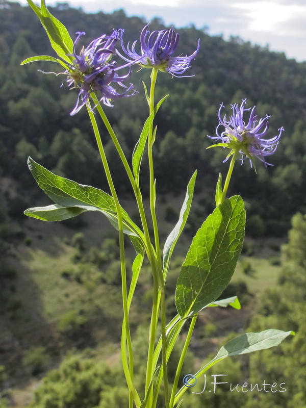 Phyteuma orbiculare.01