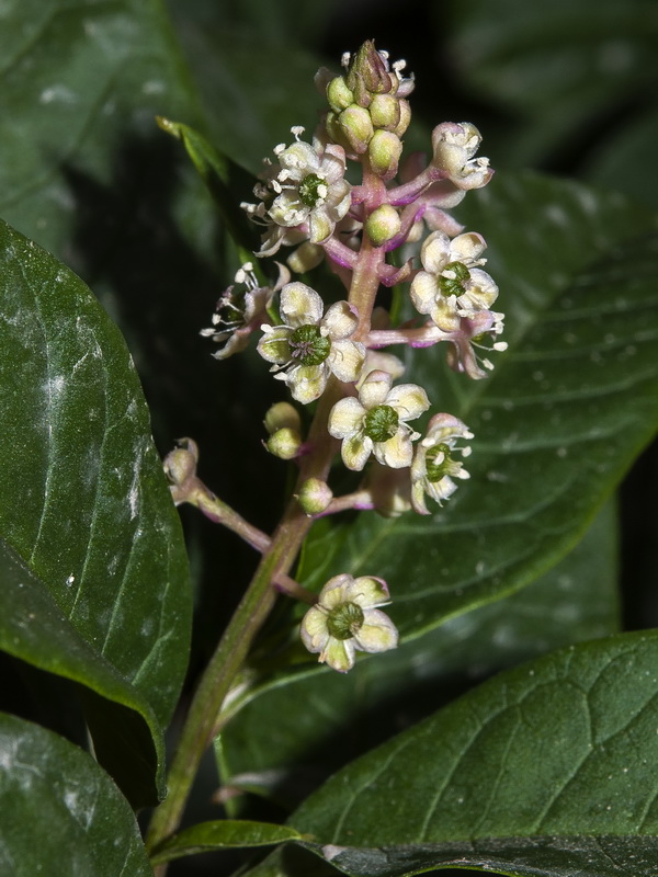 Phytolacca americana.07