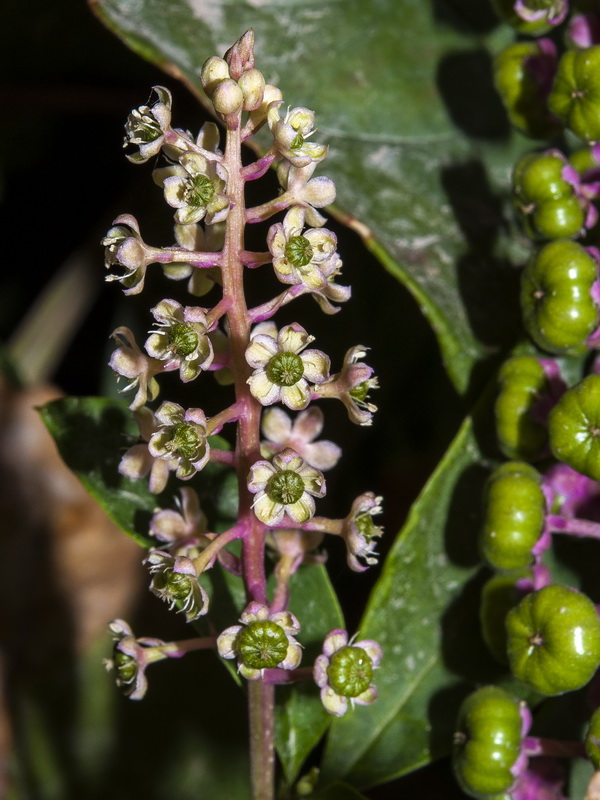 Phytolacca americana.08