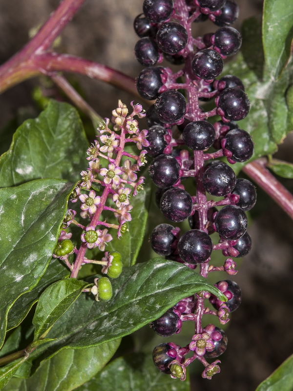 Phytolacca americana.10