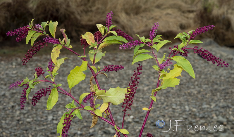 Phytolacca americana.17