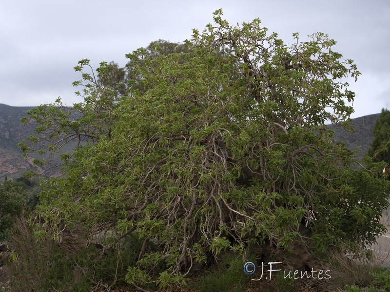 Phytolacca dioica.01