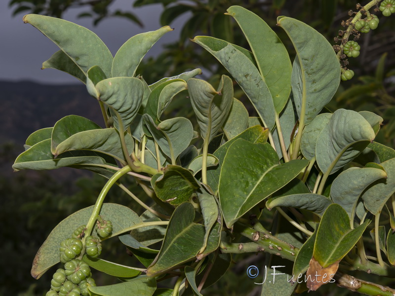 Phytolacca dioica.02
