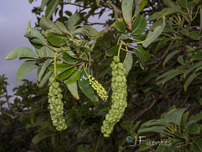Phytolacca dioica.03