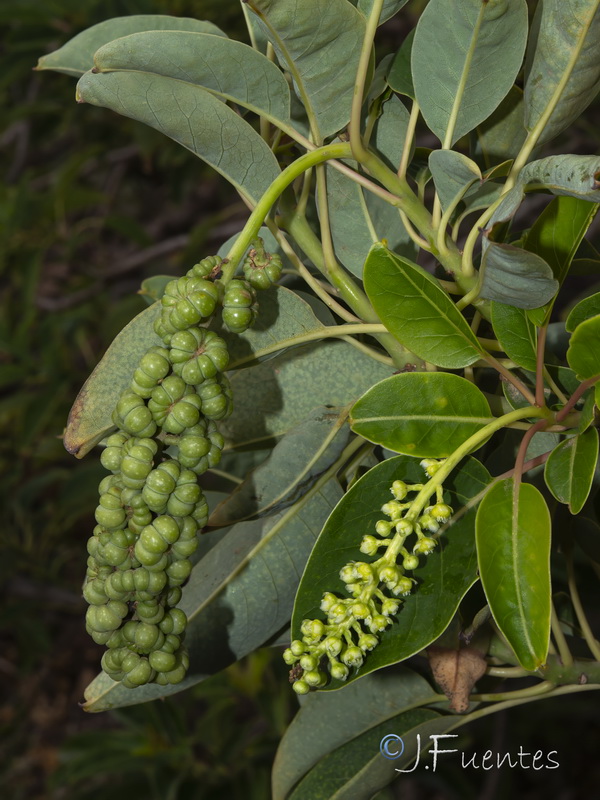 Phytolacca dioica.04