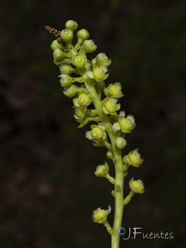 Phytolacca dioica.05
