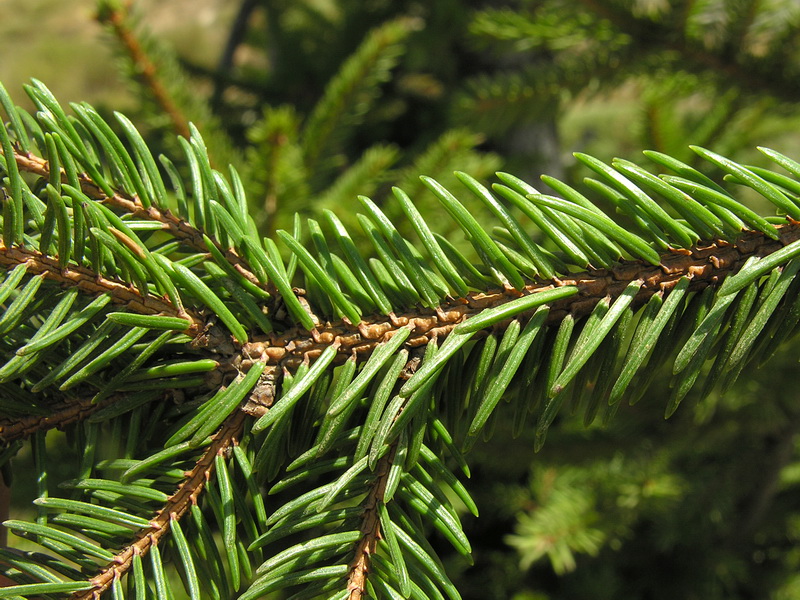 Picea abies.05