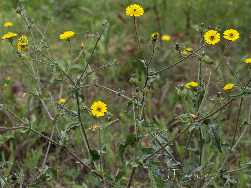 Picris cupuligera.04