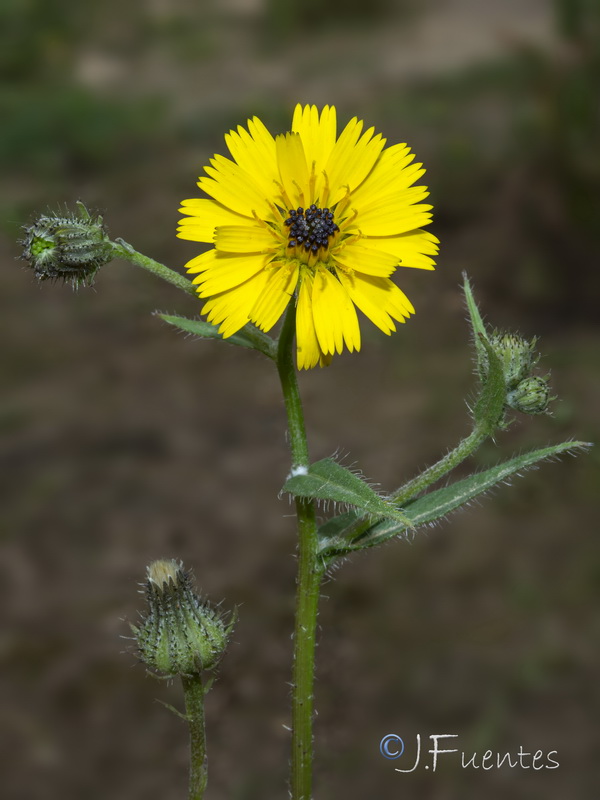 Picris cupuligera.05