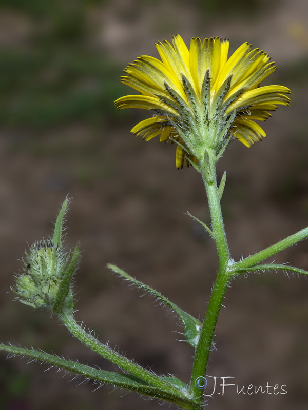 Picris cupuligera.06