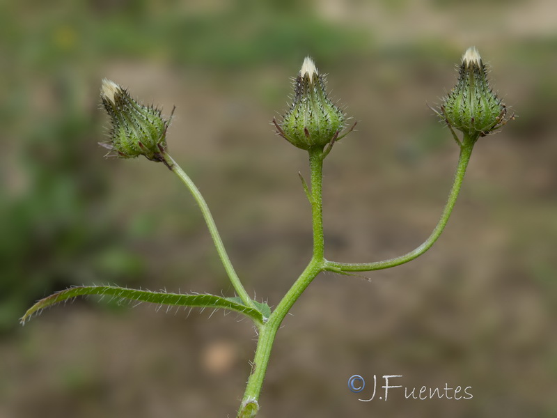 Picris cupuligera.07