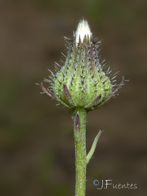 Picris cupuligera.08