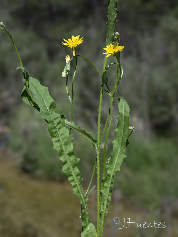Picris hieracioides.29
