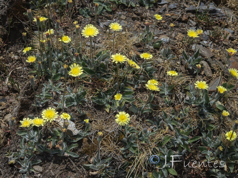 Pilosella argyrocoma.01